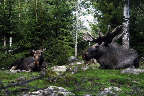 Two elks rest in Glasrikets elk park, surrounded by thick vegetation, Nybro, Kalmar, Sweden