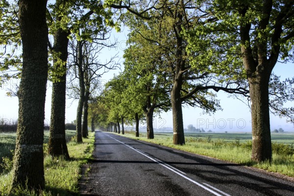 Long sunny avenue lined with tall green trees along a country road, Zeleznodorznyj, Kaliningrad, Russia