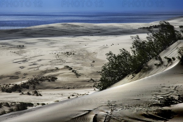 View of extensive sand dunes with small bushes and adjacent water, Ephas Height, Kaliningrad, Russia