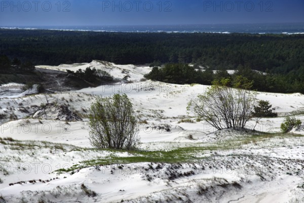 Wide sand dunes with sporadically growing bushes under bright blue sky, Ephas Heights, Kaliningrad, Russia