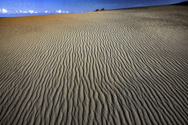 Wide, wavy sand dune landscape under blue sky on the Curonian Spit, Swan Lake, Curonian Spit, Russia