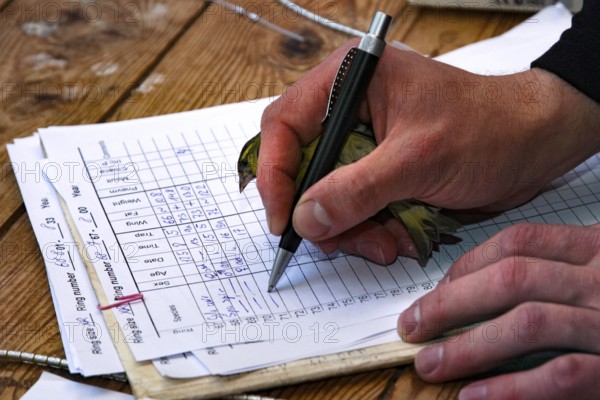 Bird holding hands while documenting on wooden base, Curonian Spit, RUS