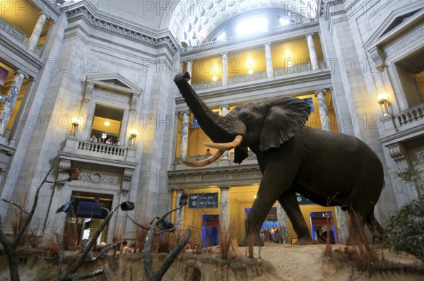 Impressive elephant sculpture in a large museum interior, Washington D.C, USA