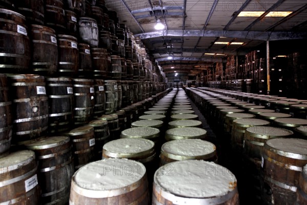 Storage room with endless rows of Tabasco barrels, Avery Island, Louisiana, USA