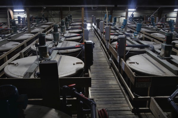 A production hall full of large Tabasco containers, Avery Island, Louisiana, USA
