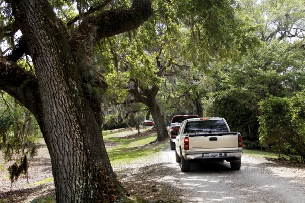 Pick-ups drive through a tree-lined street in the garden, Avery Island, Louisiana, USA