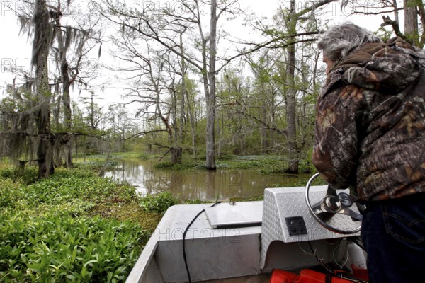 Person navigating a boat through thick, green swamp vegetation, Atchafalaya Basin, Louisiana, USA