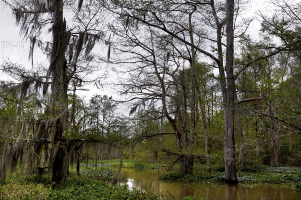 Lush vegetation and calm waterways in a remote marshland, Atchafalaya Basin, Louisiana, USA