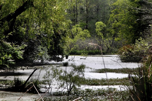 Tranquil pond surrounded by lush greenery, reflecting the forest on Avery Island, zero