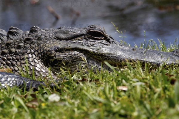 An alligator lies in the grass surrounded by greenery in Avery Island, zero