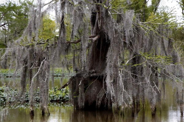 A tree with drooping moss is reflected in the water of the Atchafalaya Basin swamp, zero