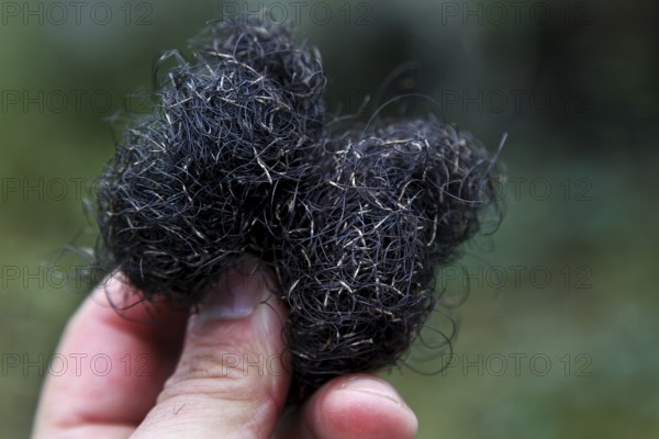 Close-up of Spanish moss being held by one hand, Atchafalaya Basin, Louisiana, USA