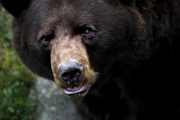 Close-up of a black bear with detailed focus on face in Grandfather Mountain State Park, Grandfather Mountain State Park, North Carolina, USA