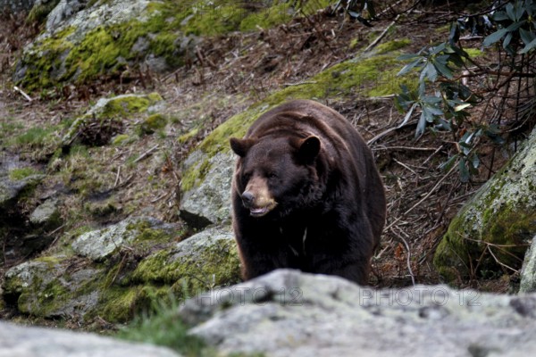 American Black Bear stands alert in a rocky and vegetated environment in Grandfather Mountain State Park, Grandfather Mountain State Park, North Carolina, USA