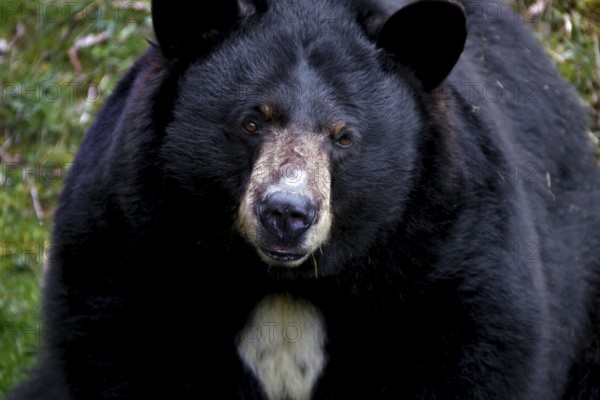 A black bear is lying in wait in a wooded area, Grandfather Mountain State Park, North Carolina, USA
