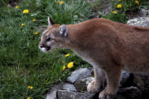 Mountain lion in hunting pose surrounded by rocks and yellow flowers in Grandfather Mountain State Park, Grandfather Mountain State Park, North Carolina, USA