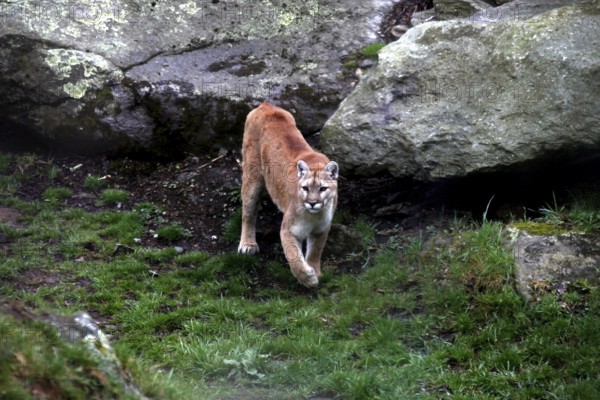 A mountain lion moves between rocks and grass in Grandfather Mountain State Park, Grandfather Mountain State Park, North Carolina, USA
