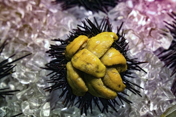 An open sea urchin on ice on display at Kyoto's Nishiki Market, Kyoto, Japan