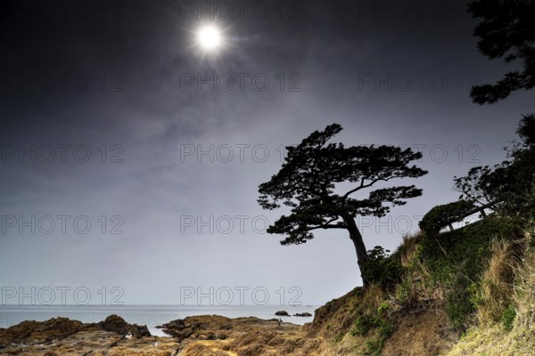 Coastal landscape at night with characteristic tree in the light of the moon, Yokosuka, Japan