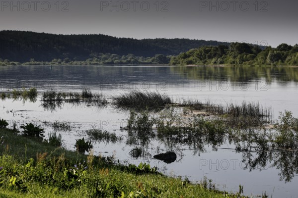 Calm river with dense vegetation on the shore near Vilkija, Vilkija, Lithuania