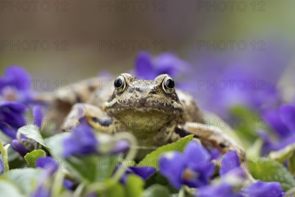 Common frog (Rana temporaria) adult amphibian on garden blue violet flowers in spring, England, United Kingdom