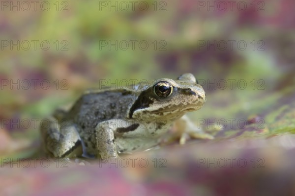 Common frog (Rana temporaria) juvenile baby froglet amphibian on an autumn colour leaf, England, United Kingdom