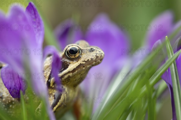Common frog (Rana temporaria) adult amphibian amongst garden purple crocus flowers in spring, England, United Kingdom