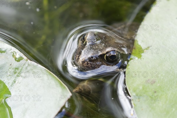 Common frog (Rana temporaria) adult amphibian on the water surface of a garden pond amongst water lily pads or leaves in summer, England, United Kingdom