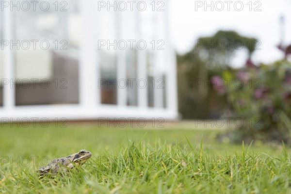 Common frog (Rana temporaria) adult amphibian on a garden grass lawn with a house in the background in spring, England, United Kingdom