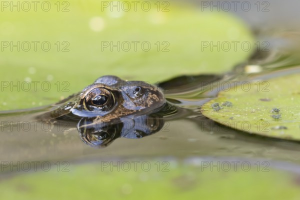 Common frog (Rana temporaria) adult amphibian on the water surface of a garden pond amongst water lily pads with aphids on in summer, England, United Kingdom