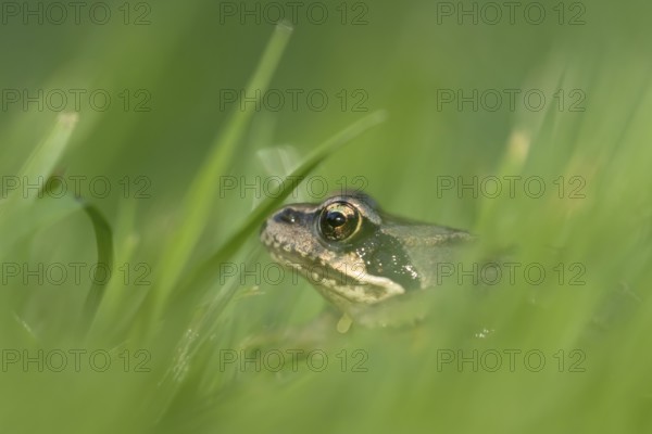 Common frog (Rana temporaria) juvenile baby froglet amphibian amongst grass of a garden lawn in summer, England, United Kingdom