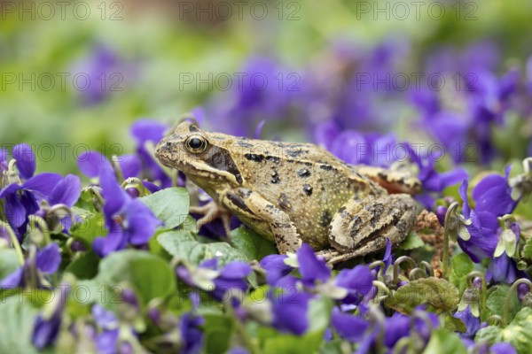 Common frog (Rana temporaria) adult amphibian amongst garden blue violet flowers in spring, England, United Kingdom
