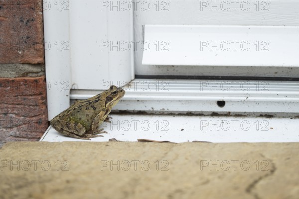 Common frog (Rana temporaria) adult amphibian on a house door step in spring, England, United Kingdom