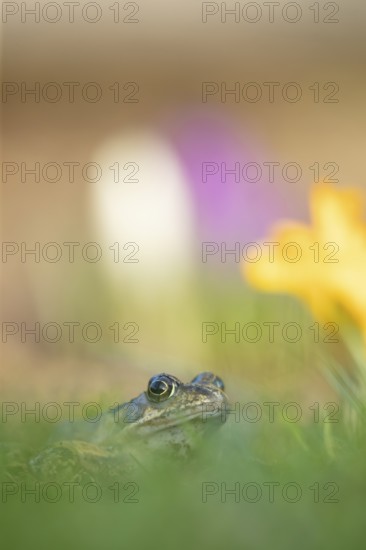 Common frog (Rana temporaria) adult amphibian amongst garden crocus flowers in spring, England, United Kingdom