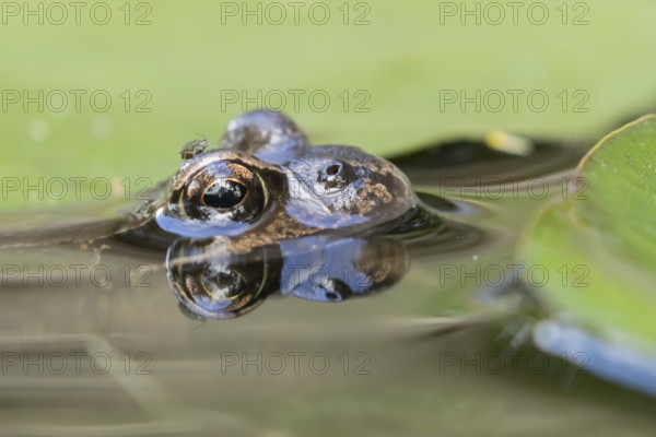 Common frog (Rana temporaria) adult amphibian on the water surface of a garden pond amongst water lily pads with an aphid on its head in summer, England, United Kingdom