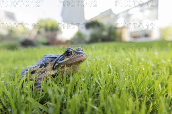 Common frog (Rana temporaria) adult amphibian on a garden grass lawn in summer, England, United Kingdom