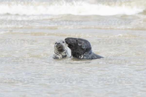Atlantic grey seal (Halichoerus grypus) two adult animals courting in love in the sea, England, United Kingdom