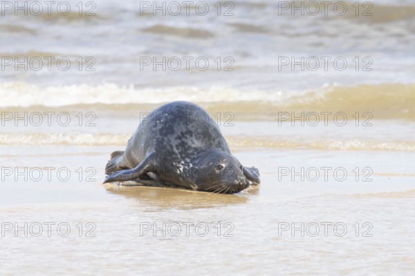 Atlantic grey seal (Halichoerus grypus) adult animal in the shallow sea on a seaside beach, England, United Kingdom