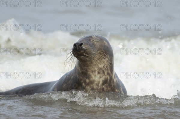 Atlantic grey seal (Halichoerus grypus) adult animal relaxing in the shallow water of the sea at a beach, England, United Kingdom