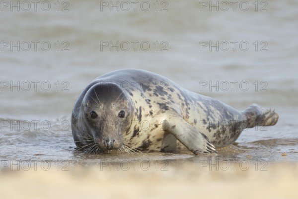 Atlantic grey seal (Halichoerus grypus) adult animal on the shoreline at a beach, England, United Kingdom