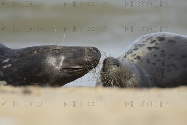 Atlantic grey seal (Halichoerus grypus) two adult animals in love on a seaside beach, England, United Kingdom