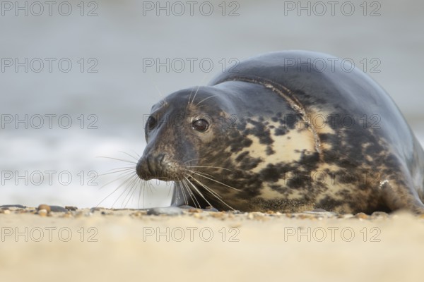 Atlantic grey seal (Halichoerus grypus) adult animal on sand of a seaside beach, England, United Kingdom
