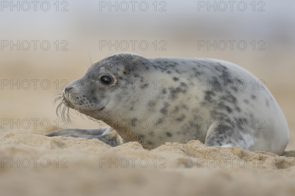 Atlantic grey seal (Halichoerus grypus) adult animal relaxing on sand of a seaside beach, England, United Kingdom