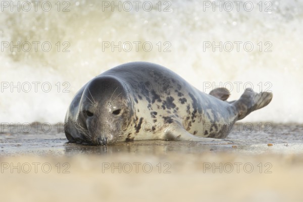 Atlantic grey seal (Halichoerus grypus) adult animal on a beach with a sea wave breaking in the background, England, United Kingdom