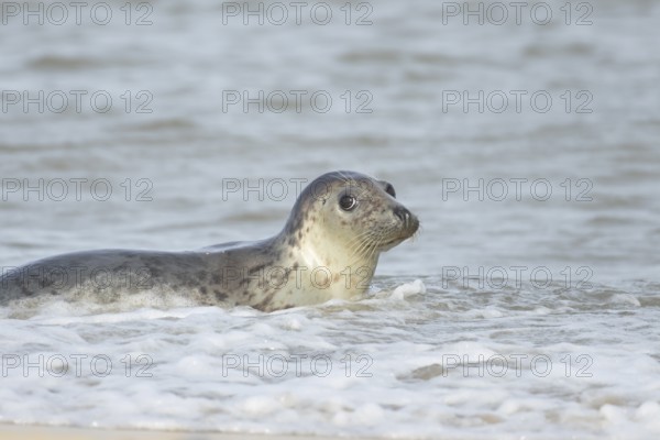 Atlantic grey seal (Halichoerus grypus) adult animal in the shallow water of the sea, England, United Kingdom