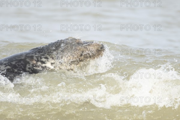 Atlantic grey seal (Halichoerus grypus) adult animal in the shallow water of a breaking wave of the sea, England, United Kingdom