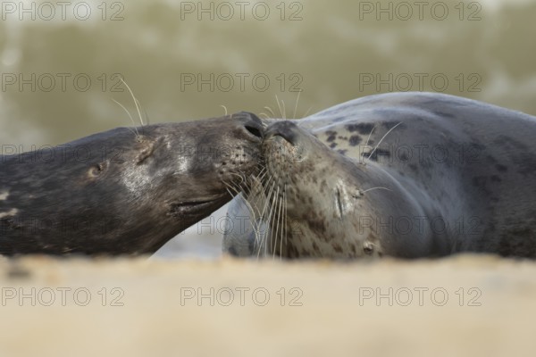 Atlantic grey seal (Halichoerus grypus) two adult animals in love kissing on a seaside beach, England, United Kingdom