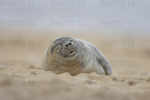 Atlantic grey seal (Halichoerus grypus) adult animal sleeping on sand of a seaside beach, England, United Kingdom