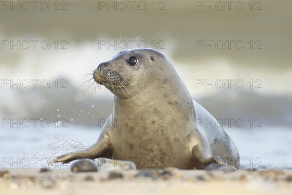Atlantic grey seal (Halichoerus grypus) adult animal on a coastline, England, United Kingdom