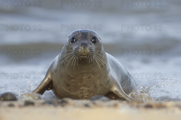 Atlantic grey seal (Halichoerus grypus) adult animal in sea waves on a beach, England, United Kingdom